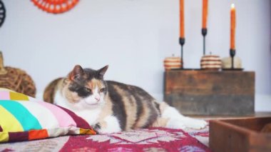 Kapalı kapılar ardında süslü sonbahar iç kısımlarında rahatlayan kedi yavrusu. Yastıkları, hasır kabakları ve yanan mumları olan rahat bir yer. Şükran Günü ya da Cadılar Bayramı evde tatil planları..