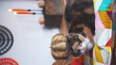 Kapalı kapılar ardında süslü sonbahar iç kısımlarında rahatlayan kedi yavrusu. Yastıkları, hasır kabakları ve yanan mumları olan rahat bir yer. Şükran Günü ya da Cadılar Bayramı evde tatil planları..