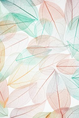 İskeletin çok renkli, şeffaf yaprakları ve beyaz bir dokusu var. Pastel rengi dikey arkaplan dokusunu terk eder. Seçici odaklanma. kopyalama alanı. Sonbahar, sonbahar konsepti.