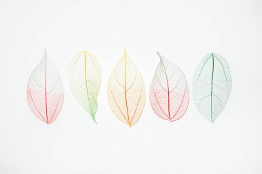 Üst sıra çok renkli, şeffaf bir iskelet ve güzel bir dokusu var. Pastel rengi arkaplan dokusunu terk eder. Sonbahar, sonbahar mevsimi. Yaşam döngüsü konsepti. Seçici odaklanma. Boşluğu kopyala