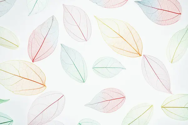 Multicolor, transparent leaves of the skeleton with a beautiful texture on the white. Pastel color leaves background texture. Selective focus. copy space. Fall, autumn concept.