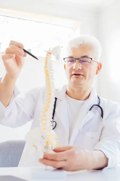Middle aged male doctor pointing on human spine model with a pen sitting in medical clinic office. Spinal healthcare and back pain treatment concept. Vertical card. Selective focus, copy space.