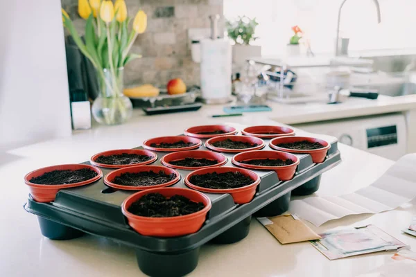 Modern Mutfaktaki Çömleklere Tohum Ekerek Tepsiyi Kapat Yeni Mutfak Bahçesi — Stok fotoğraf