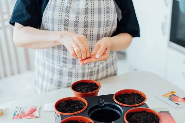 Mutfağındaki Çömleklere Tohum Eken Bir Kadın Yeni Mutfak Bahçesi Sezonu — Stok fotoğraf