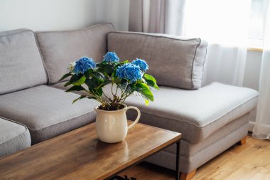 Kahve masasının üzerinde mavi ortanca çiçekleri olan seramik demlik, gri kanepeli, modern, rahat, aydınlık oturma odasının bulanık arka planına sahip. Açık uzay iç biyofili tasarımı. Boşluğu kopyala