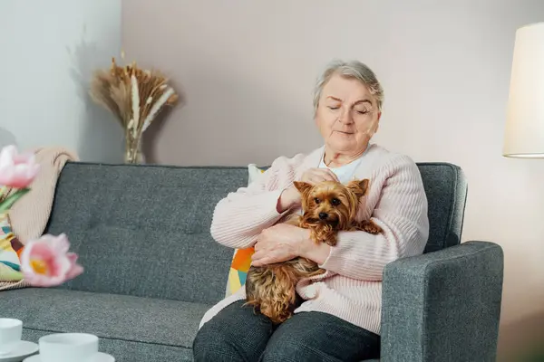 年长的退休老年妇女笑着抱着约克郡的宠物狗 在家里和宠物一起在沙发上放松 最好的朋友享受退休生活 免版税图库照片
