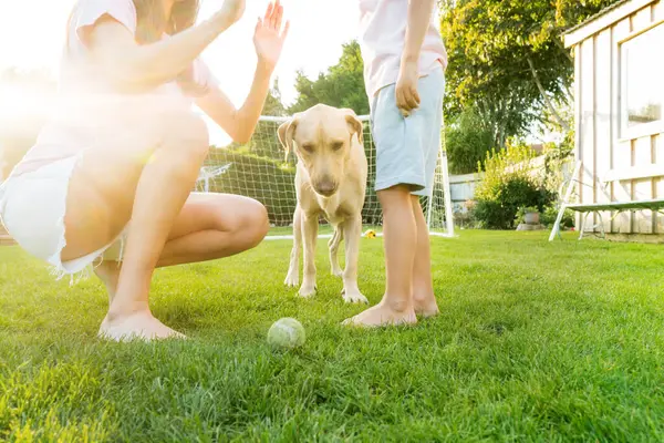 陽気な母親と息子は犬と遊んで ボールを投げて一緒に楽しんでいます 幸せな家族はペットとテニスボールで遊んでいます 晴れた夏の日に芝生の裏庭で楽しいゲーム アクティブな子供時代 ストック写真