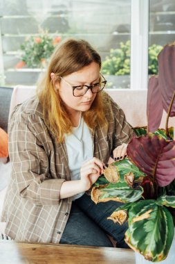 Genç üzgün kadın Calathea bitkisinin kurumuş yapraklarını inceliyor. Ev bitkileri hastalıkları. Kimlik saptama ve tedavi bozuklukları, güneş yanıkları, aşırı sulama. Hasarlı Yapraklar. Evde bahçıvanlık sorunları.