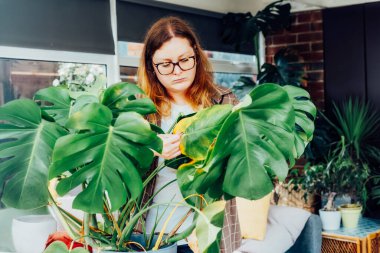 Genç üzgün, üzgün kadın ev hayvanı Monstera bitkisinin sarı yaprağını inceliyor. Ev bitkileri hastalıkları. Hastalıklar, tanımlama ve tedavi, güneş yanıkları, aşırı sulama. Hasarlı Yapraklar
