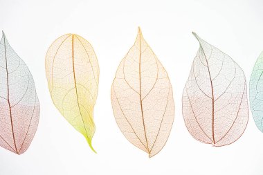 Üst sıra çok renkli, şeffaf bir iskelet ve güzel bir dokusu var. Pastel rengi arkaplan dokusunu terk eder. Sonbahar, sonbahar mevsimi. Yaşam döngüsü konsepti. Seçici odaklanma. Boşluğu kopyala