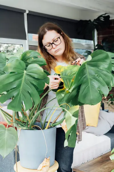 Genç üzgün, üzgün kadın ev hayvanı Monstera bitkisinin sarı yaprağını inceliyor. Ev bitkileri hastalıkları. Hastalıklar, tanımlama ve tedavi, güneş yanıkları, aşırı sulama. Hasarlı Yapraklar