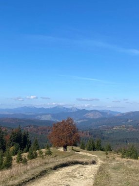 Karpat dağlarında güzel bir manzara