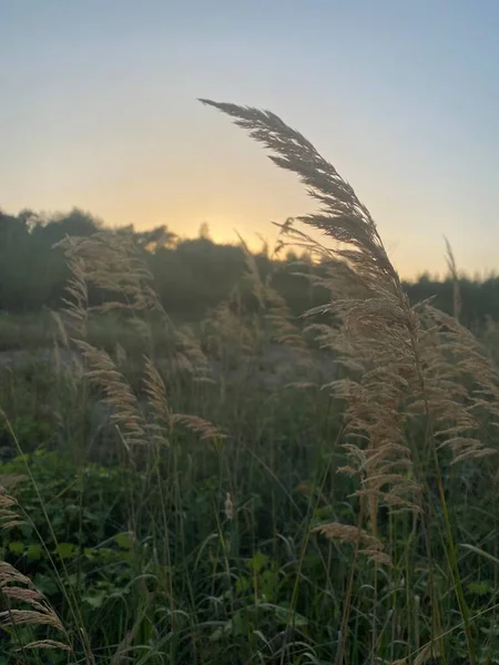 Grasveld Met Groene Bladeren Mist Zonsondergang Natuur Serie — Stockfoto