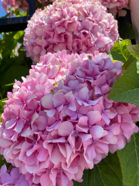 Közelkép Egy Csodálatos Rózsaszín Hortenzia Virágról Kertben — Stock Fotó