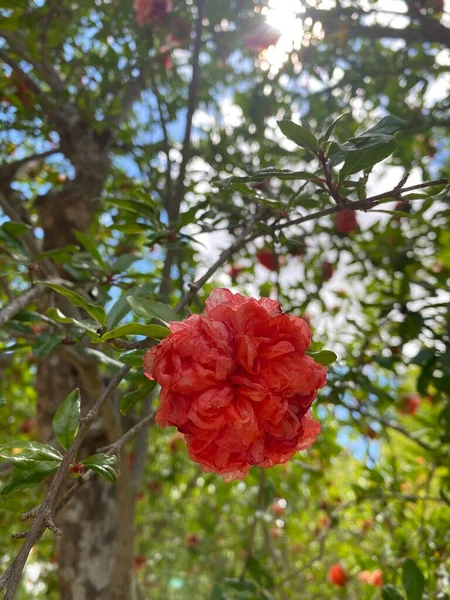 Красивый Ботанический Выстрел Натуральные Обои Цветок Граната — стоковое фото