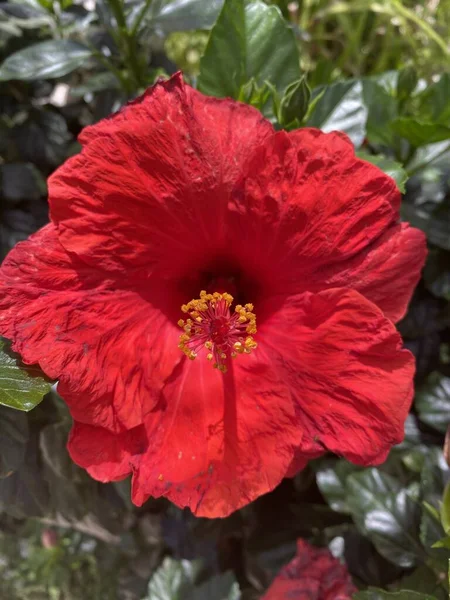 Hermoso Tiro Una Flor Hibisco Rojo — Foto de Stock