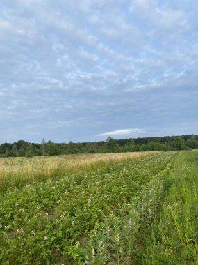 Patates tarlası ve yeşil orman