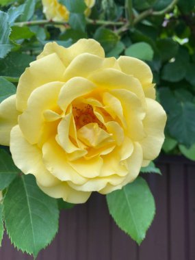 Bahçedeki sarı gül