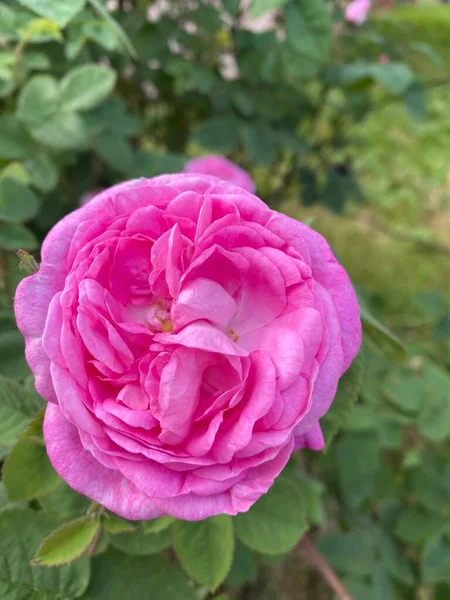 Rosa Hermosa Jardín — Foto de Stock