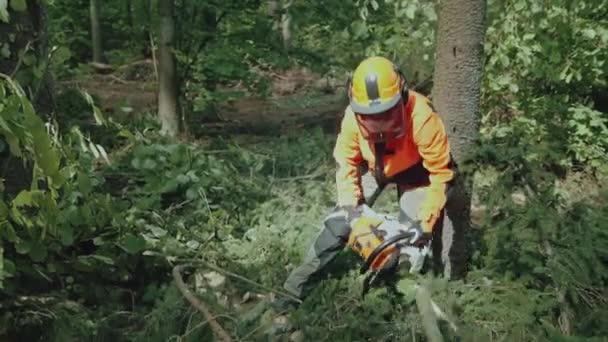 Mão Madeireira Floresta Especialista Engrenagem Protetora Corta Galhos Árvores Com — Vídeo de Stock