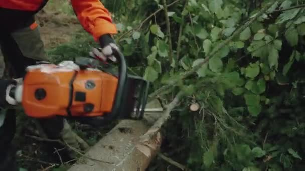 Handheld Logger Floresta Jovem Especialista Engrenagem Protetora Corta Galhos Árvores — Vídeo de Stock