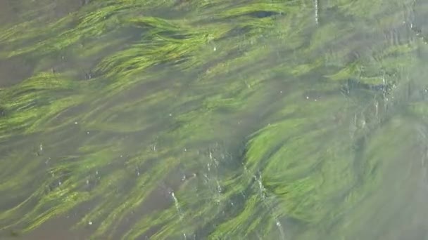 Planeta Verde Algas Fluviales Mueve Suavemente Agua Que Fluye Del — Vídeo de stock