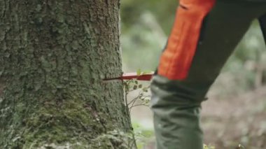 Ormanda keresteci kadın, koruyucu giysi uzmanı kadın ağaç kesiyor, ormanların tahrip edilmesi üzerinde çalışıyor..