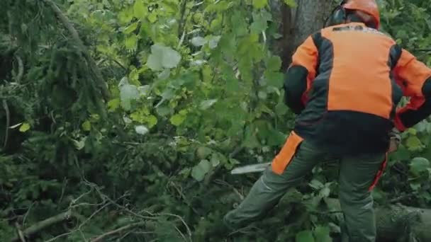 Escombros Florestais Madeireira Floresta Especialista Equipamentos Proteção Corta Galhos Árvores — Vídeo de Stock