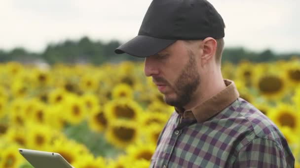 Portrait Farmer Man Stands Field Sunflowers Works Screen Tablet Investigating — Stock Video