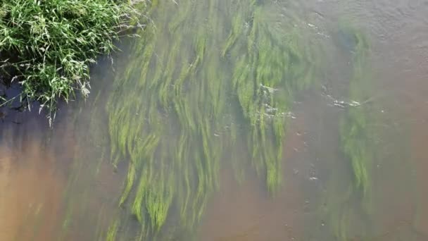 Flora Algas Fluviais Move Suavemente Água Corrente Rio Fenômeno Natural — Vídeo de Stock