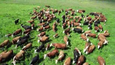 Kırsal kesimde, yeşil çimlerde otlayan kahverengi inekler ve buzağılar, yükseklerden görünen, çiftlik.