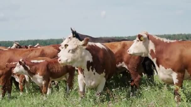 田舎の農場 茶色の牛 雄牛は草の緑の畑で放牧しています — ストック動画