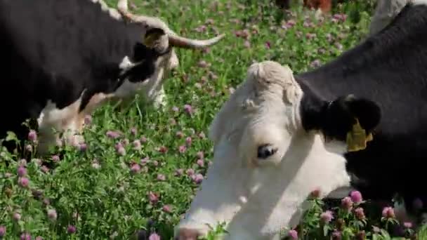Ферма Сельской Местности Черные Коровы Телята Пасущиеся Клеверном Поле Органические — стоковое видео
