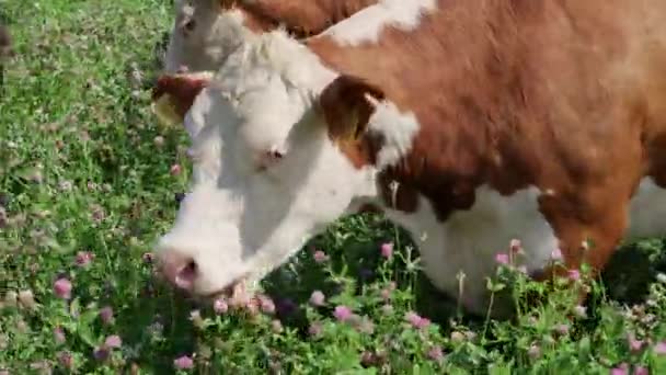 Ферма Сельской Местности Коричневые Коровы Телята Пасущиеся Клеверном Поле Молочная — стоковое видео