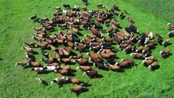 Εκμετάλλευση Γαλακτοπαραγωγής Στην Ύπαιθρο Καφετιές Αγελάδες Και Μοσχάρια Που Βόσκουν — Αρχείο Βίντεο