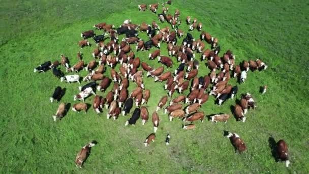Aerial View Countryside Dairy Farm Herd Brown Cow Grazing Green — Stock Video