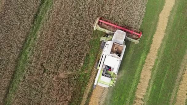 Krajina Zemědělství Let Přes Pole Kombinuje Kombajn Odstraňuje Oves Sledovací — Stock video