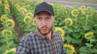 Kırsal kesimde, çiftçi adam ayçiçeği tarlasında yürür ve kendi videosunu çeker, video blogcusu videodaki ayçiçeği hasadını anlatır..