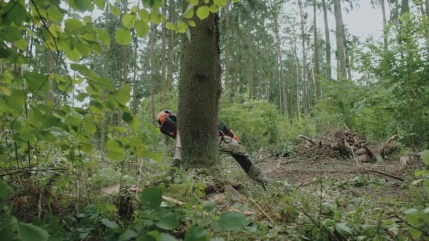 Sıkı Çalışma Ormandaki Kadın Oduncu Koruyucu Teçhizat Konusunda Uzman Genç — Stok video