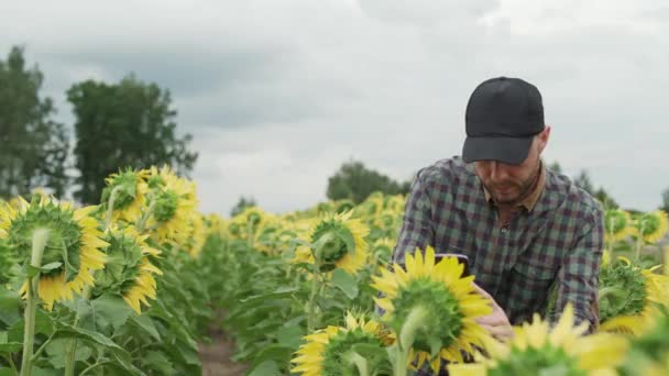 在乡间 农民站在一片向日葵地里 用智能手机拍下了黄花的照片 — 图库视频影像