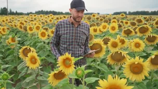 Venkovský Muž Farmář Prochází Pole Slunečnic Přejíždí Rukou Přes Žluté — Stock video