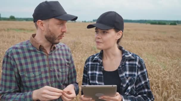 Rolnicy Stoją Polu Żyta Używa Tabletu Ekranowego Ekolodzy Badają Wzrost — Wideo stockowe