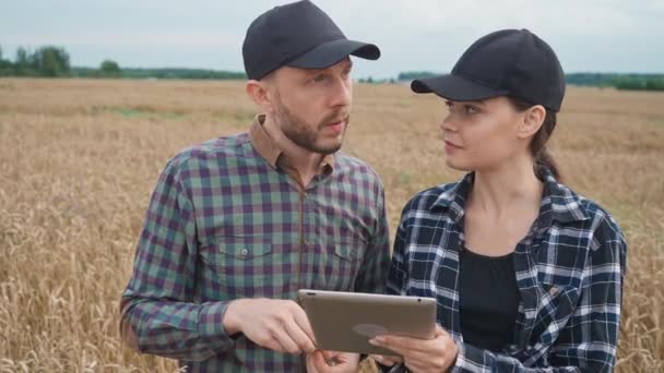 Agricoltori Sta Nel Campo Della Segale Utilizza Tablet Schermo Guarda — Video Stock