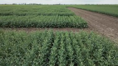 Doğal manzara, kırsal bölgelerdeki yeşil tarlaların manzarası, kırsal yollar tarlalar, tarım..