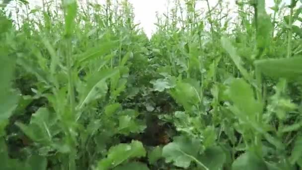 Modern Tarım Kolza Tohumu Alanında Hareket Birinci Şahıs Bakış Açısı — Stok video