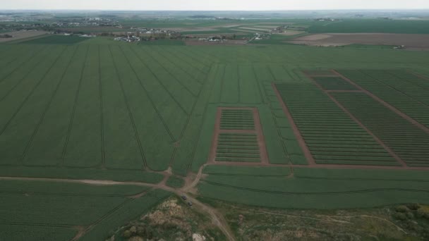 Çiftlikler Yükseklerden Manzara Kırsal Bölgelerde Yeşil Kolza Tohumu Tarlaları Geometrik — Stok video