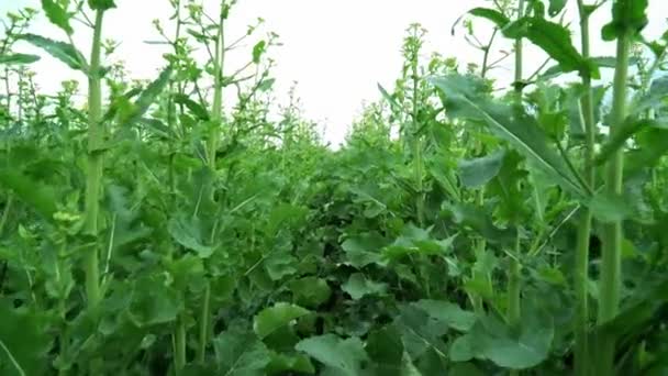 Podręczne Nowoczesne Rolnictwo Spacer Zielonym Polu Widok Perspektywy Pierwszej Osoby — Wideo stockowe