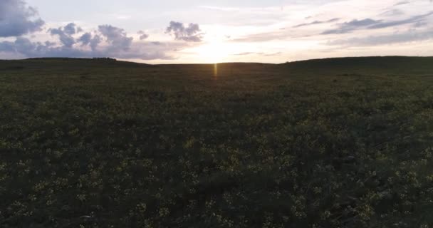Красивые Природные Ландшафты Вид Высоты Зеленых Полей Рапса Сельской Местности — стоковое видео