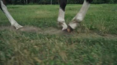 Ormanın yakınındaki bir açıklıkta ata binen bir kadın, yolda yürüyen bir at, ata binen bir at, alçak açılı bir manzara..