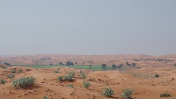 Midtøsten Førstepersonsvisning Oase Øde Område Utsikt Ørkenen Planter Tur Arabisk – stockvideo